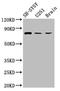 Neurochondrin antibody, LS-C671510, Lifespan Biosciences, Western Blot image 