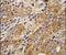 Transient Receptor Potential Cation Channel Subfamily M Member 8 antibody, PA5-15509, Invitrogen Antibodies, Immunohistochemistry frozen image 