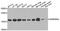 ADP Ribosylation Factor 3 antibody, A01279, Boster Biological Technology, Western Blot image 