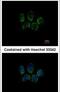 Tubulin Polyglutamylase Complex Subunit 2 antibody, PA5-31682, Invitrogen Antibodies, Immunofluorescence image 