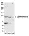 Lon Peptidase 1, Mitochondrial antibody, A304-800A, Bethyl Labs, Western Blot image 