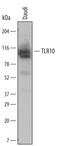 Toll Like Receptor 10 antibody, MAB6619, R&D Systems, Western Blot image 