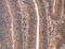 Clusterin Associated Protein 1 antibody, LS-C404828, Lifespan Biosciences, Immunohistochemistry frozen image 