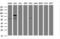 Toll Like Receptor Adaptor Molecule 1 antibody, M01872, Boster Biological Technology, Western Blot image 