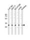 Fructosamine 3 Kinase Related Protein antibody, PA5-72247, Invitrogen Antibodies, Western Blot image 