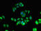 Karyopherin Subunit Alpha 4 antibody, orb47447, Biorbyt, Immunocytochemistry image 