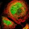 Thrombomodulin antibody, HPA002982, Atlas Antibodies, Immunofluorescence image 