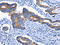 Signal Transducer And Activator Of Transcription 5A antibody, CSB-PA554957, Cusabio, Immunohistochemistry frozen image 