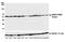 Nicotinamide Phosphoribosyltransferase antibody, NBP2-76368, Novus Biologicals, Western Blot image 