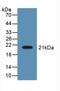 Lipocalin 8 antibody, LS-C374786, Lifespan Biosciences, Western Blot image 