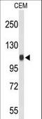 Importin 11 antibody, LS-C165262, Lifespan Biosciences, Western Blot image 