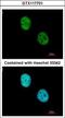 WD Repeat Domain 4 antibody, GTX117701, GeneTex, Immunocytochemistry image 