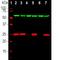 Ubiquitin C-Terminal Hydrolase L1 antibody, PA1-10024, Invitrogen Antibodies, Western Blot image 