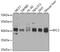 Replication Factor C Subunit 3 antibody, GTX33464, GeneTex, Western Blot image 