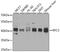 Replication factor C subunit 3 antibody, GTX33464, GeneTex, Western Blot image 