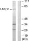 FAST Kinase Domains 3 antibody, LS-C119049, Lifespan Biosciences, Western Blot image 