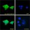 Ubiquitin Conjugating Enzyme E2 C antibody, LS-C55643, Lifespan Biosciences, Immunofluorescence image 