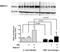 ATP Binding Cassette Subfamily G Member 1 antibody, NB400-132, Novus Biologicals, Western Blot image 