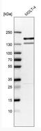 Kinesin Family Member 15 antibody, NBP1-83252, Novus Biologicals, Western Blot image 