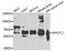 Adenosylhomocysteinase Like 1 antibody, A7773, ABclonal Technology, Western Blot image 