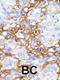 Mitogen-Activated Protein Kinase Kinase Kinase Kinase 1 antibody, 63-314, ProSci, Immunohistochemistry paraffin image 