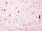 Biotinidase antibody, PA5-28180, Invitrogen Antibodies, Immunohistochemistry frozen image 