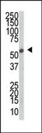 SRSF Protein Kinase 2 antibody, 62-983, ProSci, Western Blot image 