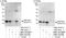 Core-Binding Factor Subunit Beta antibody, NBP2-04107, Novus Biologicals, Immunoprecipitation image 