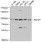 Minichromosome Maintenance Complex Component 7 antibody, 14-005, ProSci, Western Blot image 