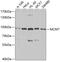 MCM7 antibody, 14-005, ProSci, Western Blot image 