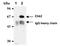 Checkpoint Kinase 2 antibody, ADI-KAM-CC112-E, Enzo Life Sciences, Immunoprecipitation image 