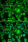 Carbonyl Reductase 1 antibody, A5446, ABclonal Technology, Immunofluorescence image 
