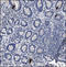 Peptide YY antibody, 250241, Abbiotec, Immunohistochemistry paraffin image 