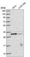 Methyltransferase Like 1 antibody, HPA050450, Atlas Antibodies, Western Blot image 
