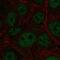 E4F Transcription Factor 1 antibody, PA5-67167, Invitrogen Antibodies, Immunofluorescence image 