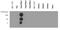 Histone Cluster 2 H3 Family Member D antibody, NB21-1052, Novus Biologicals, Dot Blot image 