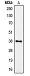 Formyl Peptide Receptor 1 antibody, LS-C352210, Lifespan Biosciences, Western Blot image 
