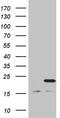 Mitochondrial Ribosomal Protein L48 antibody, TA810858, Origene, Western Blot image 