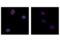 Transmembrane Protein 173 antibody, 40818S, Cell Signaling Technology, Immunofluorescence image 