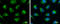 Succinate-CoA Ligase GDP-Forming Beta Subunit antibody, GTX107002, GeneTex, Immunocytochemistry image 