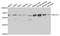 Methylcrotonoyl-CoA Carboxylase 2 antibody, A7990, ABclonal Technology, Western Blot image 