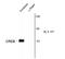 CAMP Responsive Element Binding Protein 1 antibody, NB300-273, Novus Biologicals, Western Blot image 