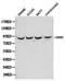 Inhibitor Of Nuclear Factor Kappa B Kinase Subunit Epsilon antibody, orb129641, Biorbyt, Western Blot image 