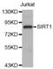 Sirtuin 1 antibody, abx000563, Abbexa, Western Blot image 