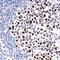 MutL Homolog 1 antibody, NBP2-26412, Novus Biologicals, Immunohistochemistry paraffin image 