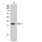 Fibroblast Growth Factor 13 antibody, LS-C383486, Lifespan Biosciences, Western Blot image 