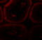 Spermatogenesis Associated 3 antibody, 6551, ProSci, Immunofluorescence image 