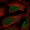 Chromosome 7 Open Reading Frame 25 antibody, HPA049635, Atlas Antibodies, Immunofluorescence image 