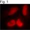 RB Binding Protein 7, Chromatin Remodeling Factor antibody, NB120-3535, Novus Biologicals, Immunocytochemistry image 