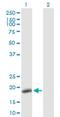 DNA Polymerase Epsilon 3, Accessory Subunit antibody, H00054107-D01P, Novus Biologicals, Western Blot image 